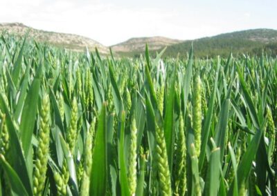 501ae7fb07696 907 510