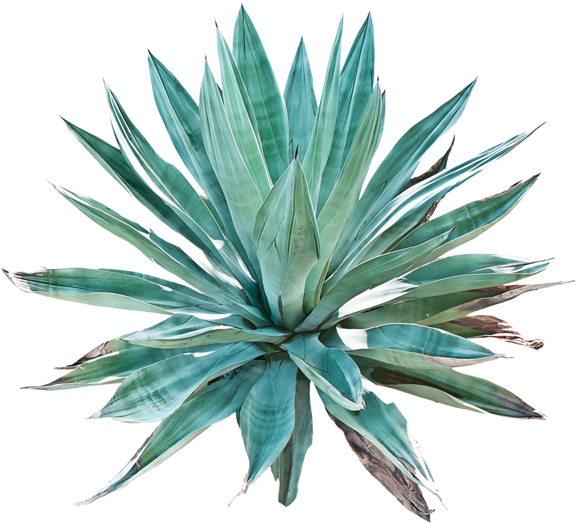 Agave planta Agave planta