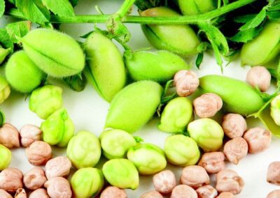 Características de los garbanzos