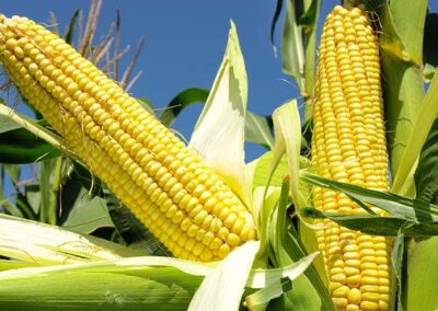 Las variedades del maíz y su uso en el cocina ecuatoriana 1