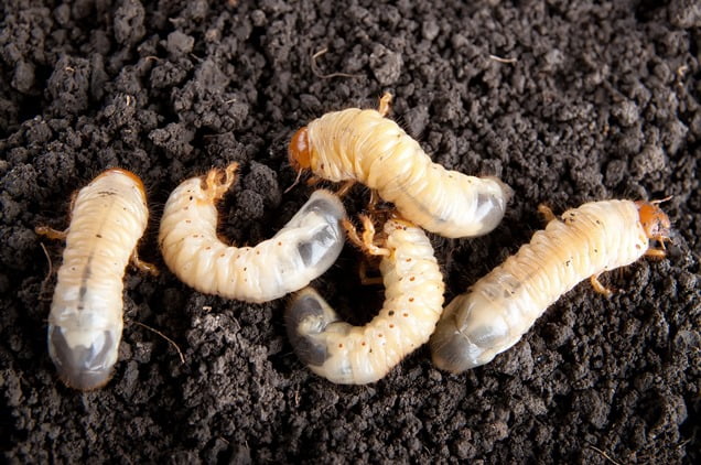 grubs-in-lawn grubs in lawn