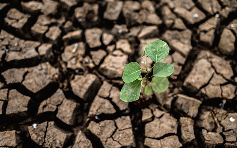 Sistema Dr. Terra de Agribest, una cruzada para regenerar los suelos agrícolas dañados