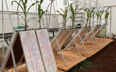 RAIZOTRON : “Tecnología desarrollada por el COLPOS, probada con bioinsumos de AgriBest para definir soluciones biotecnológicas a la medida para los agricultores”