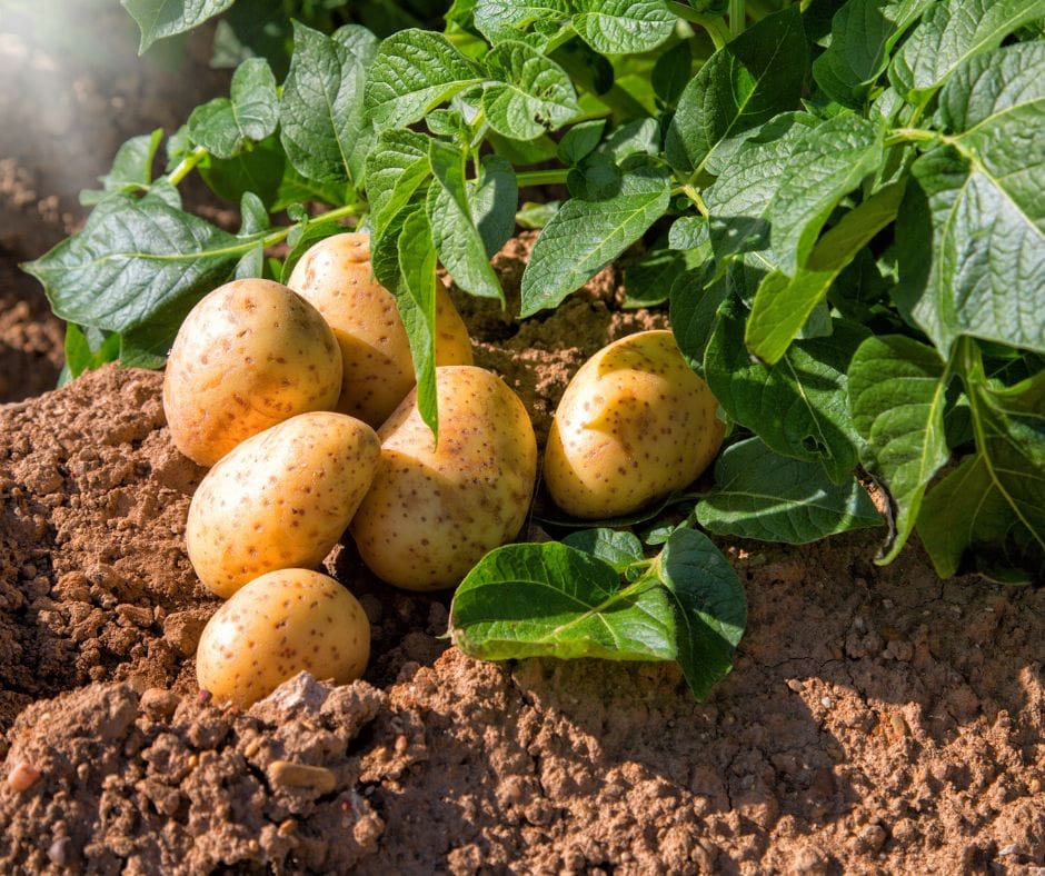 papa cultivo herbio