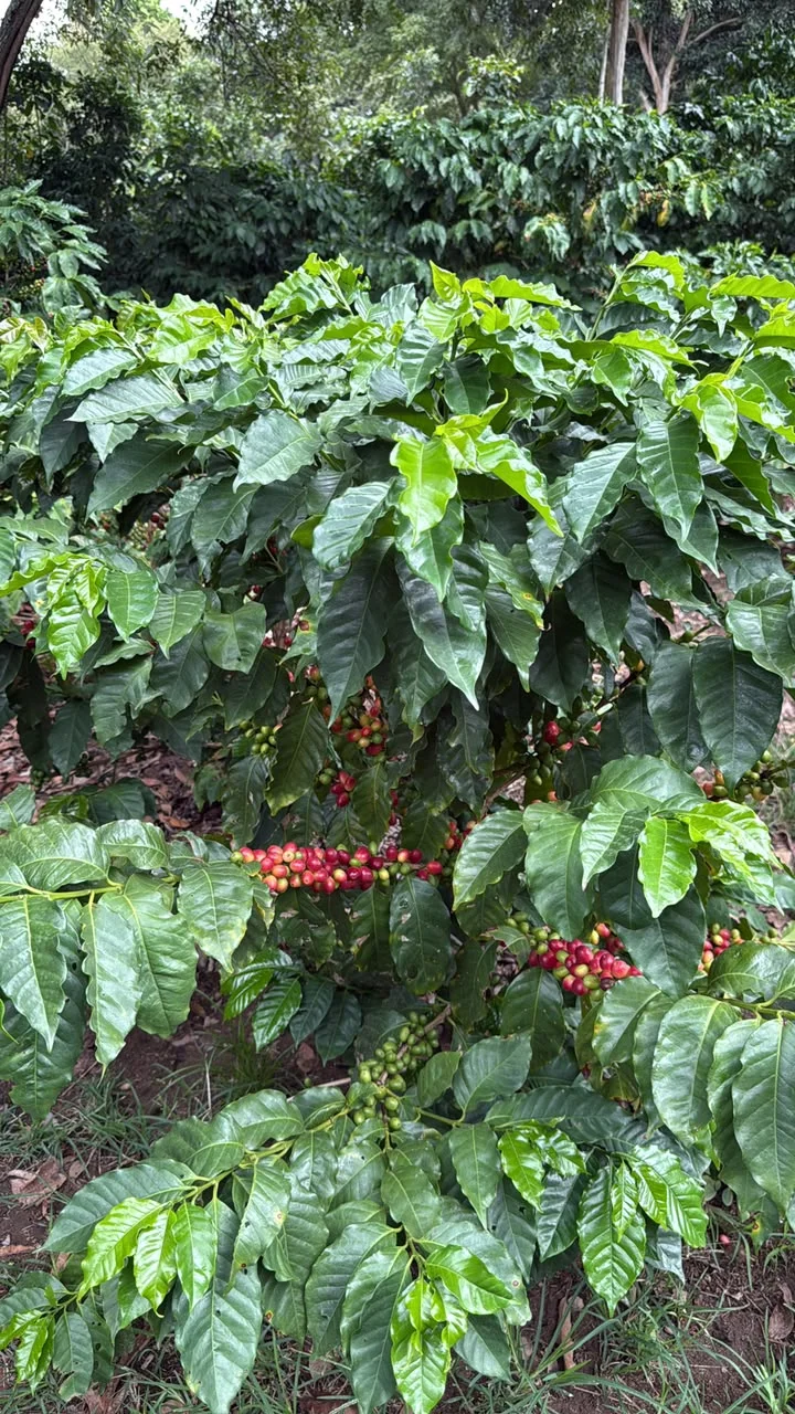 Café Cultiva JM - Concepción del Norte, Honduras